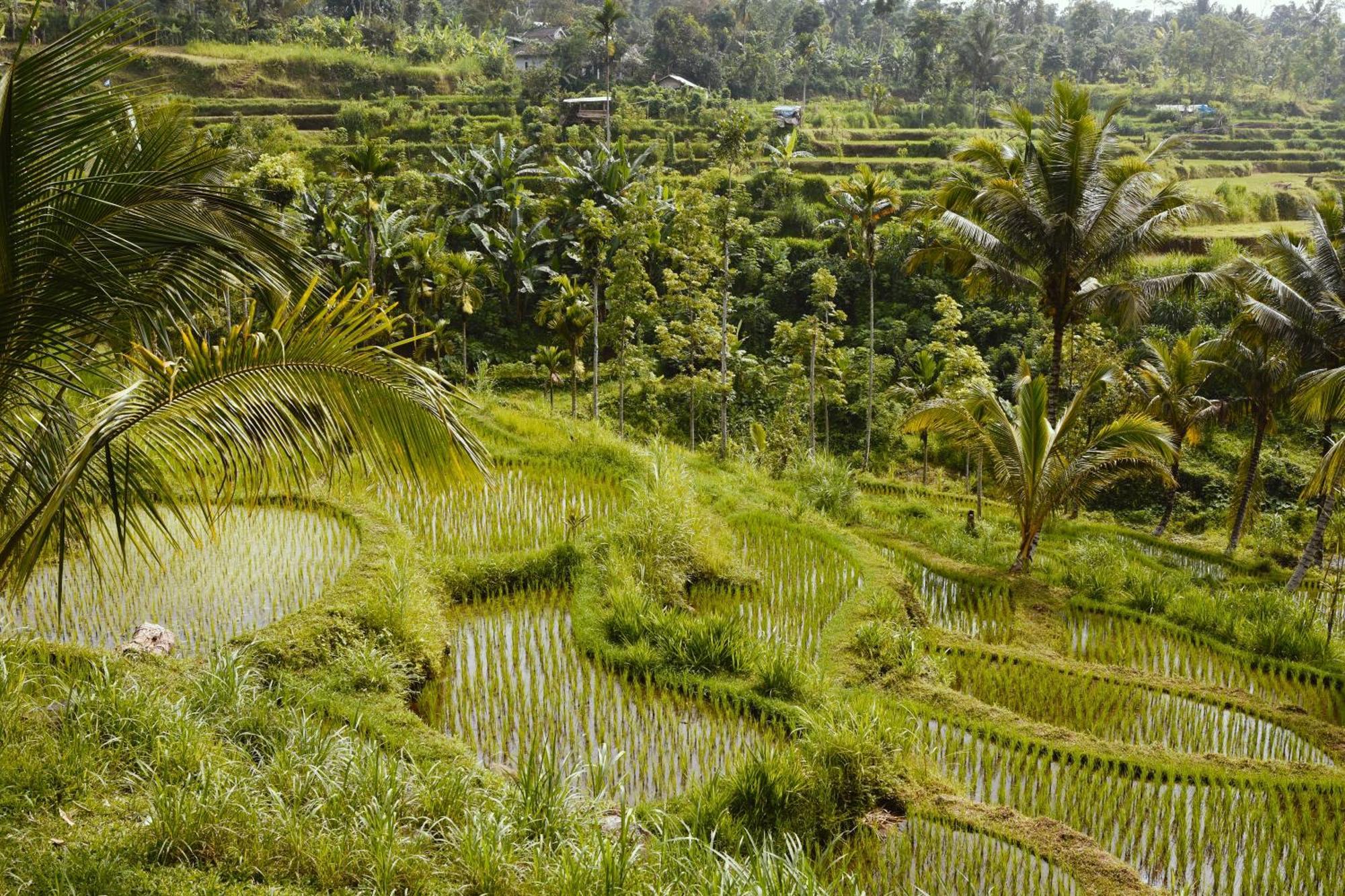 Tetebatu Sunrise Homestay Buitenkant foto
