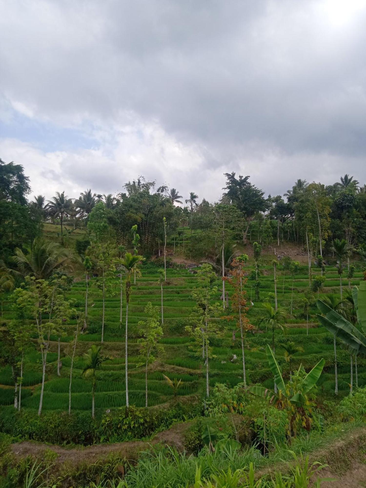 Tetebatu Sunrise Homestay Buitenkant foto