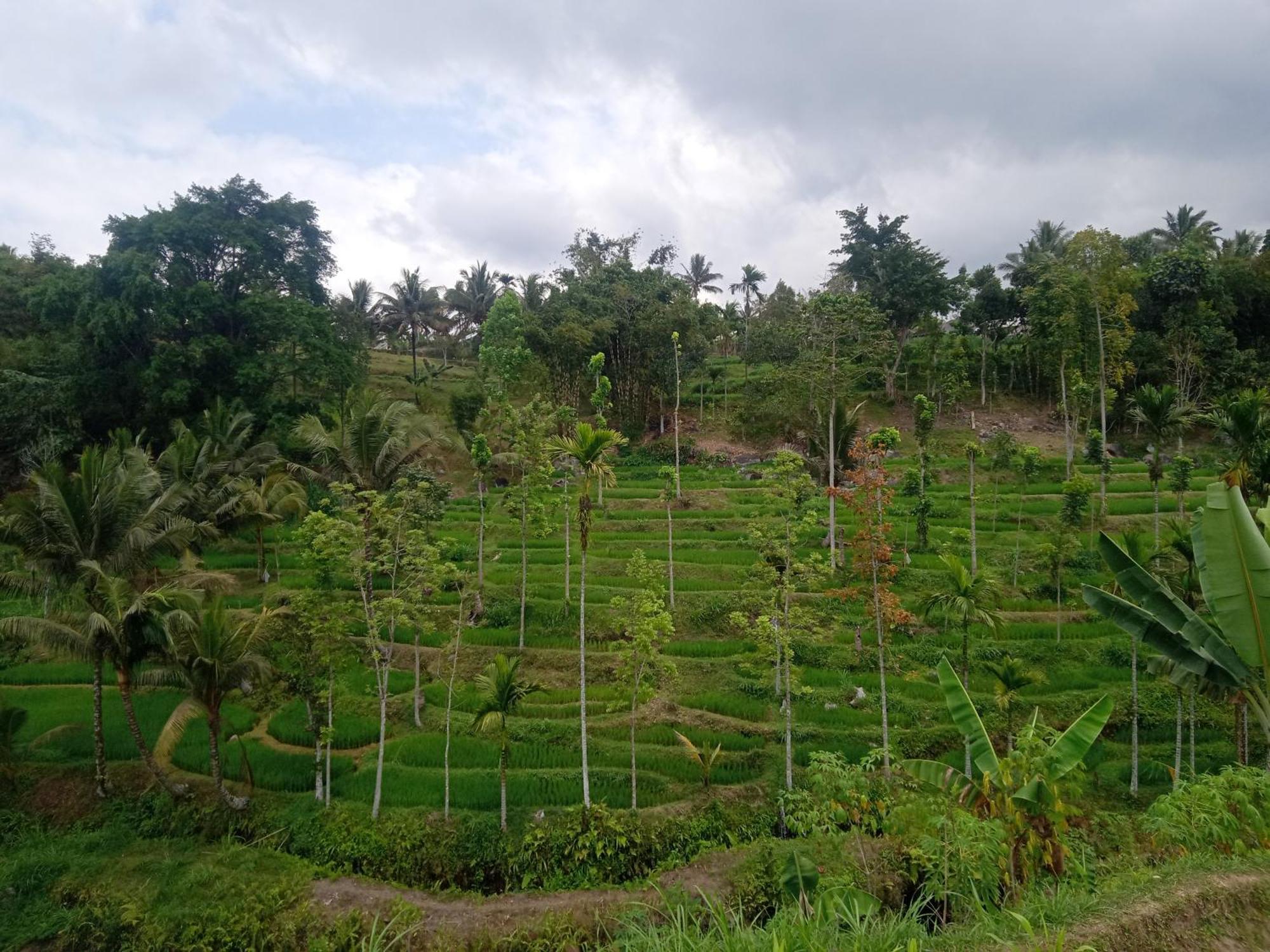 Tetebatu Sunrise Homestay Buitenkant foto