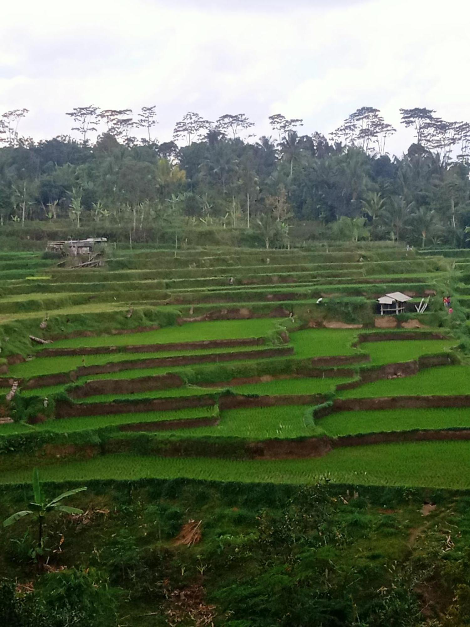Tetebatu Sunrise Homestay Buitenkant foto